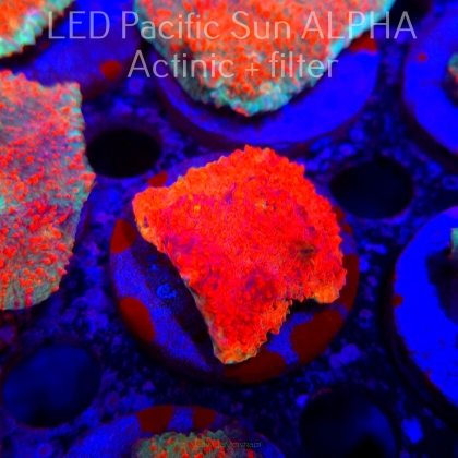 Echinophyllia Lava Rush Chalice (22.01.2025)  5cm