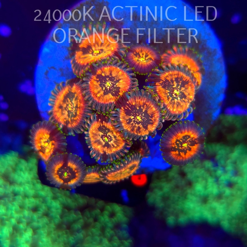 Zoanthus HAWAIIAN PEOPLE EATER (03.03.2026) KR-098  14+P