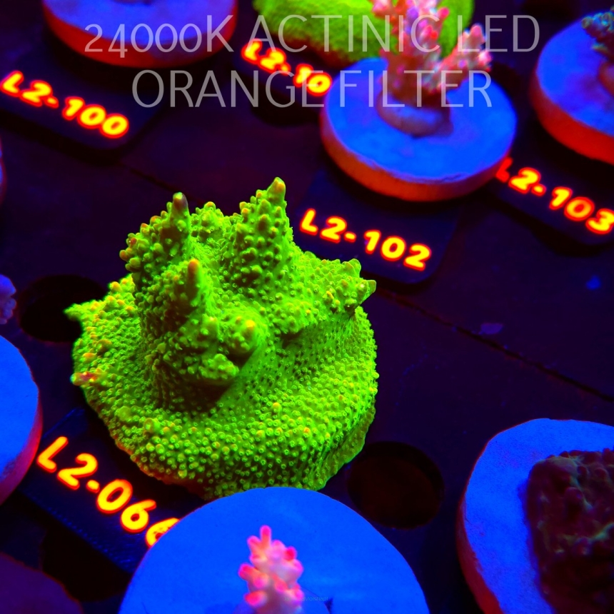 Acropora RR RAINBOW LOOM (14.08.2026) L2-066  6cm