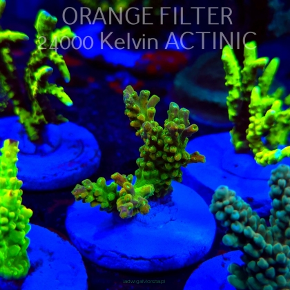 Acropora GOLD FEVER (20.03.2025) L1-III-20  5cm