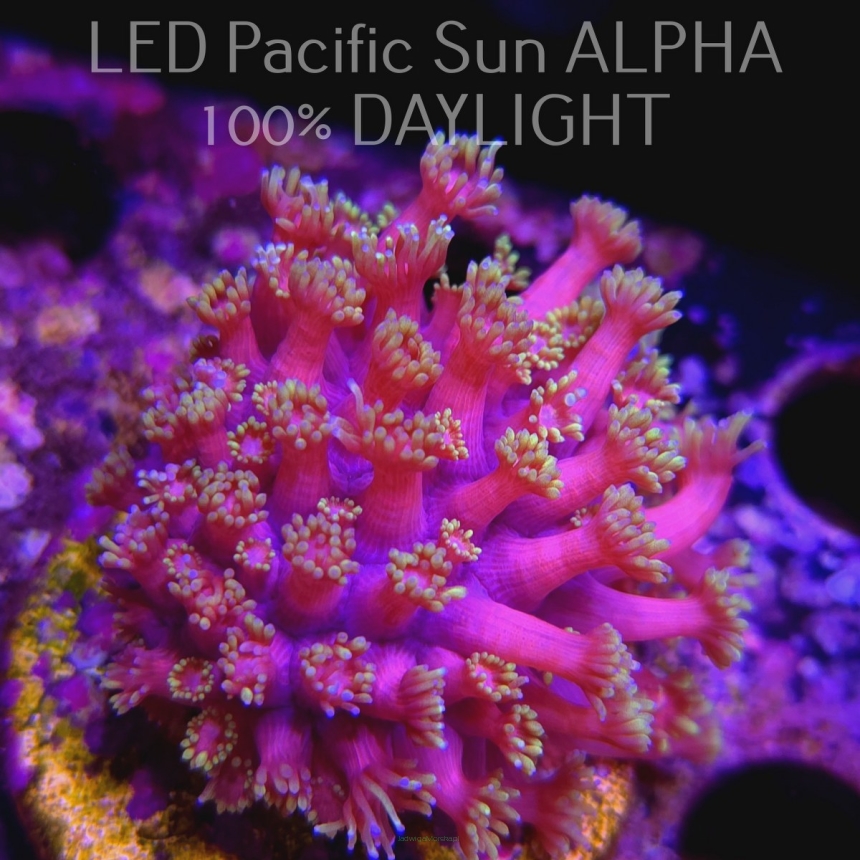 Goniopora sp AUSTRALIA ULTRA PINK+YELLOW+WHITE UNIQUE (09.06.2024) MM1-I-7