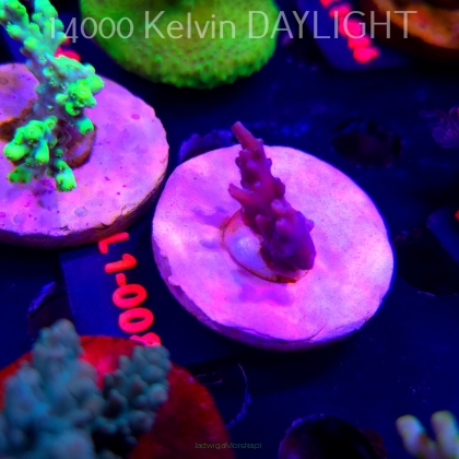 Acropora sp. PREMIUM AUSTRALIA  (03.08.2026) L1-008  3cm