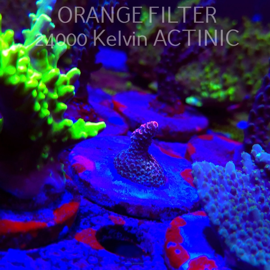 Acropora sp. AUSTRALIA  (21.06.2025) L4-III-6  2cm