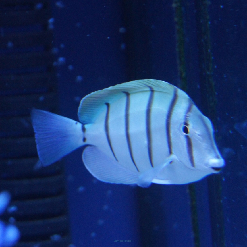 Acanthurus triostegus rozmiar 7-8 cm