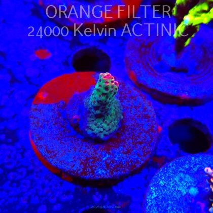 Acropora FOREST FIRE (24.05.2025) L2-II-17  3cm