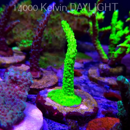 Acropora formosa TOXIC GREEN (21.06.2025) L4-III-8  9cm