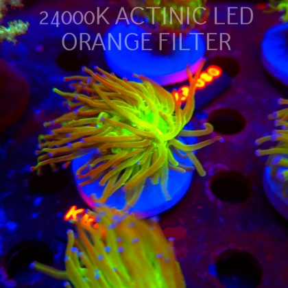 Euphyllia glabrescens TG TOXIC JOKER TORCH (01.09.2026) KR-017