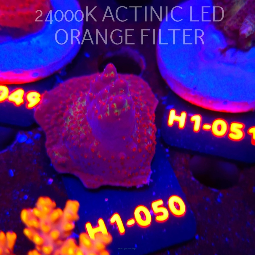 Acropora sp. PREMIUM (23.05.2026) H1-050  4cm