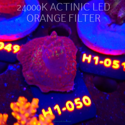 Acropora sp. PREMIUM (23.05.2026) H1-050  4cm