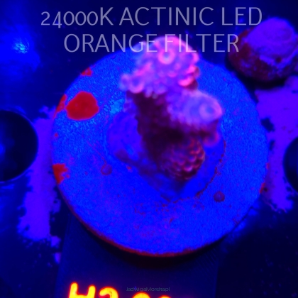 Acropora sp. (04.02.2026) H1-003  5cm