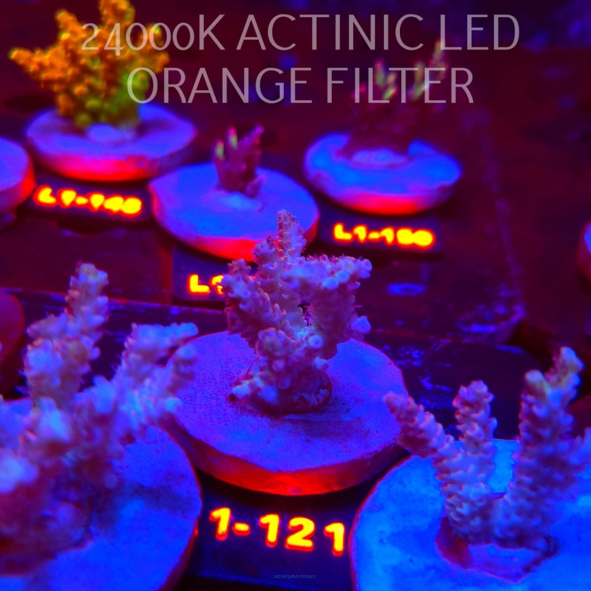 Acropora RED PLANET ULTRA AUSTRALIA (02.08.2026) L1-121  5cm