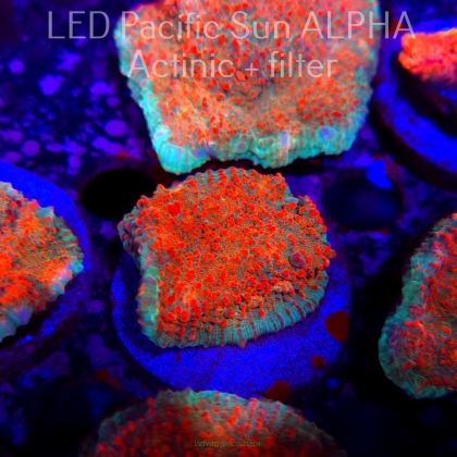 Echinophyllia Lava Rush Chalice (22.01.2025)  5cm