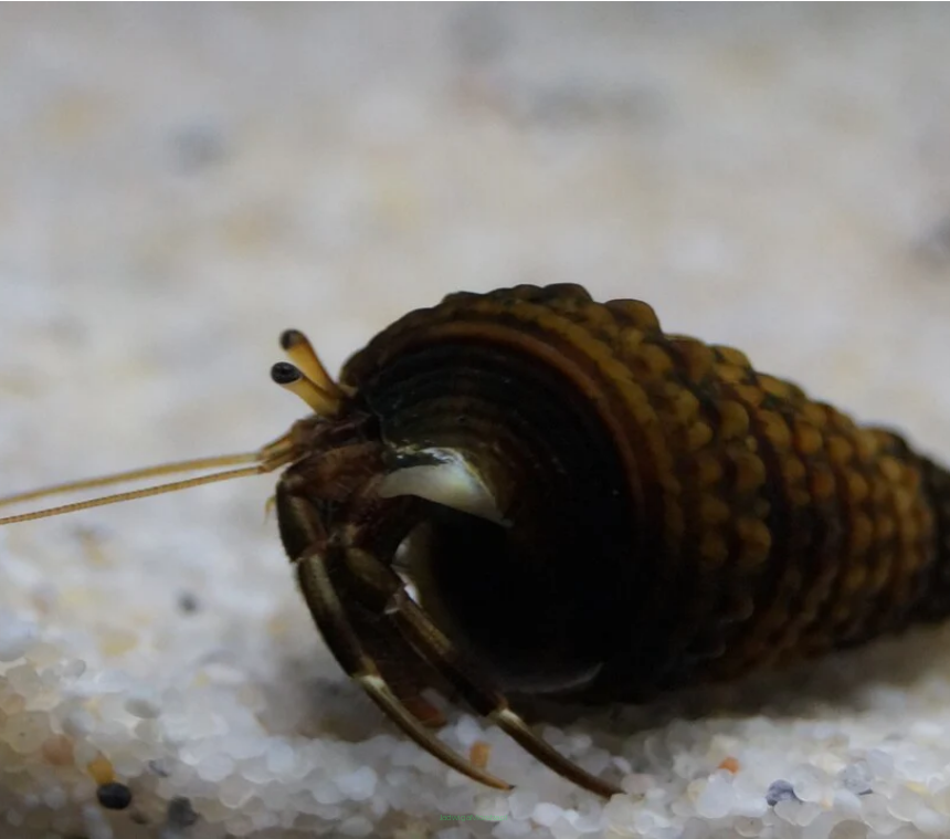 Clibanarius erythropus krab rozmiar 1 cm (Miniature Crab) BLACK