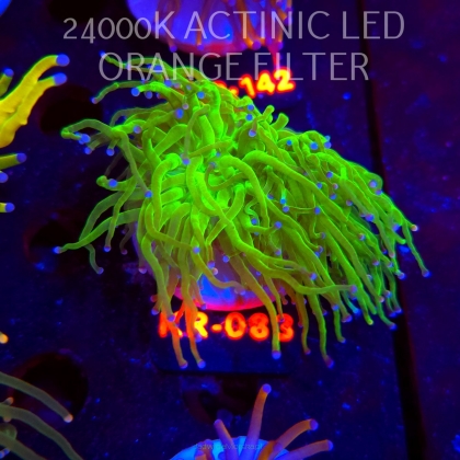 Euphyllia glabrescens REVERSE HOLY GRAIL TORCH (17.01.2026) KR-083