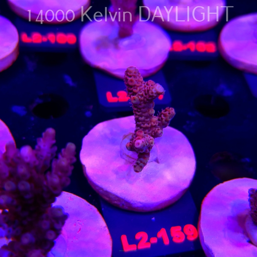 Acropora MILLEPORA ORANGE FUSION (14.08.2026) L2-159  4cm