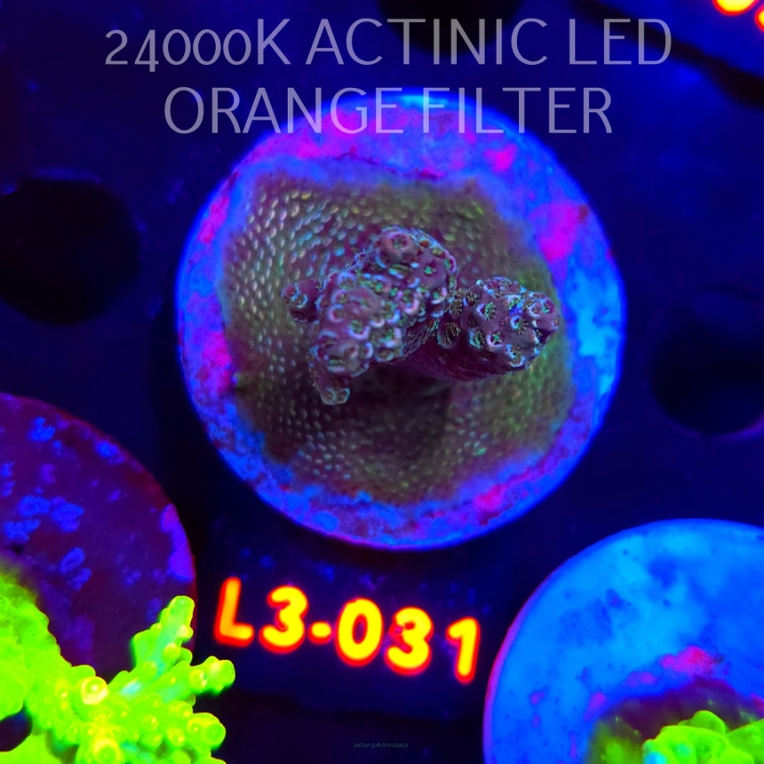 Acropora sp. PREMIUM AUSTRALIA (09.05.2026) L3-031  5cm
