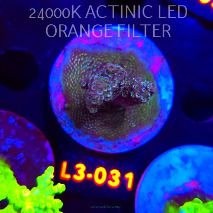 Acropora sp. PREMIUM AUSTRALIA (09.05.2026) L3-031  5cm