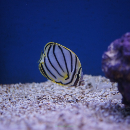 Chaetodon meyeri rozmiar 6 cm