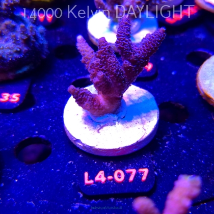 Acropora sp. PREMIUM AUSTRALIA (20.05.2026) L4-077  6cm