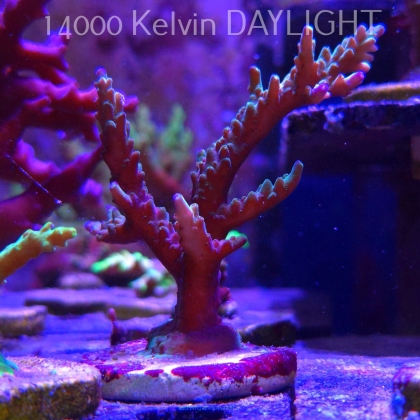 Acropora sp. AUSTRALIA (21.06.2025) L4-I-8  10cm