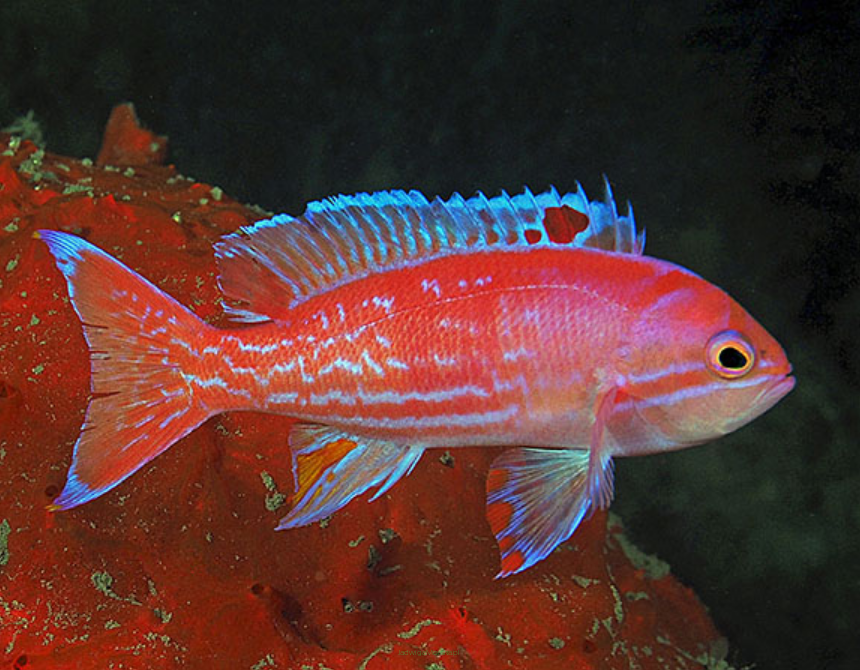 Pseudanthias bimaculatus samiec 8cm