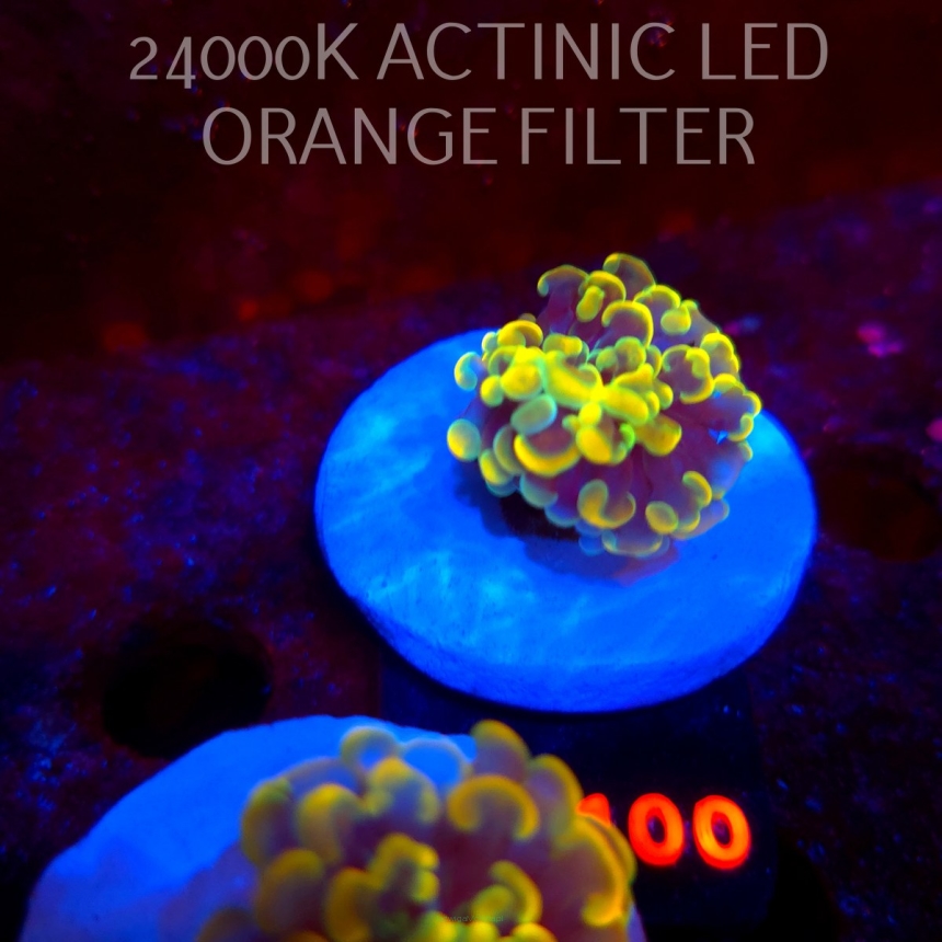 Euphyllia paraancora AUSSIE GOLD HAMMER (01.07.2026) L4-100