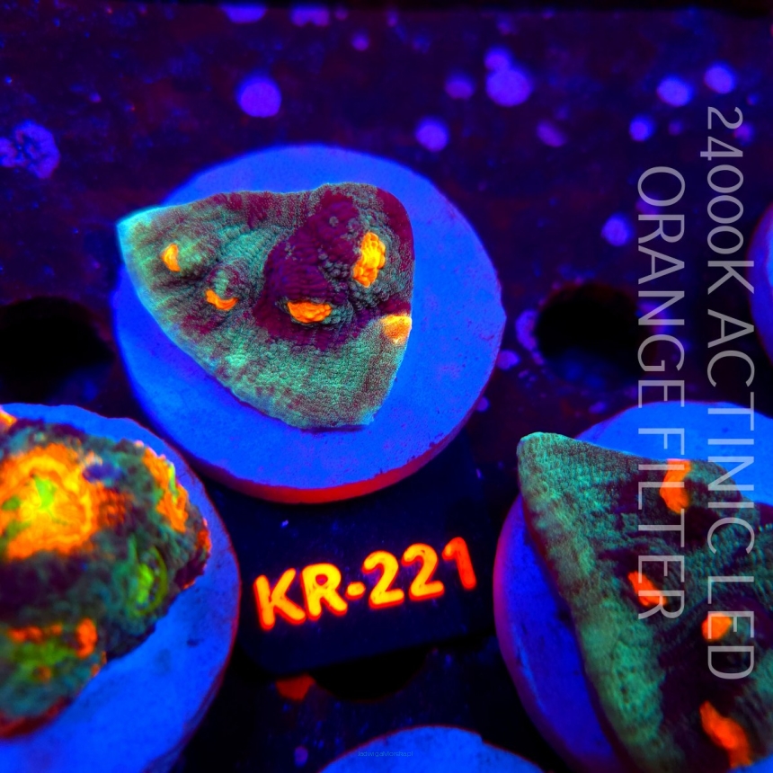 Mycedium elephantotus TRICOLOR (01.06.2026) KR-221  4cm