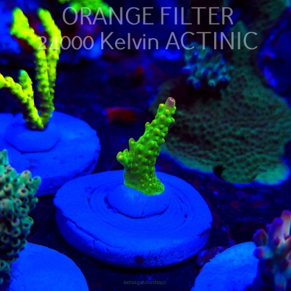 Acropora RR RAINBOW LOOM  (20.03.2025) L1-III-24  3cm