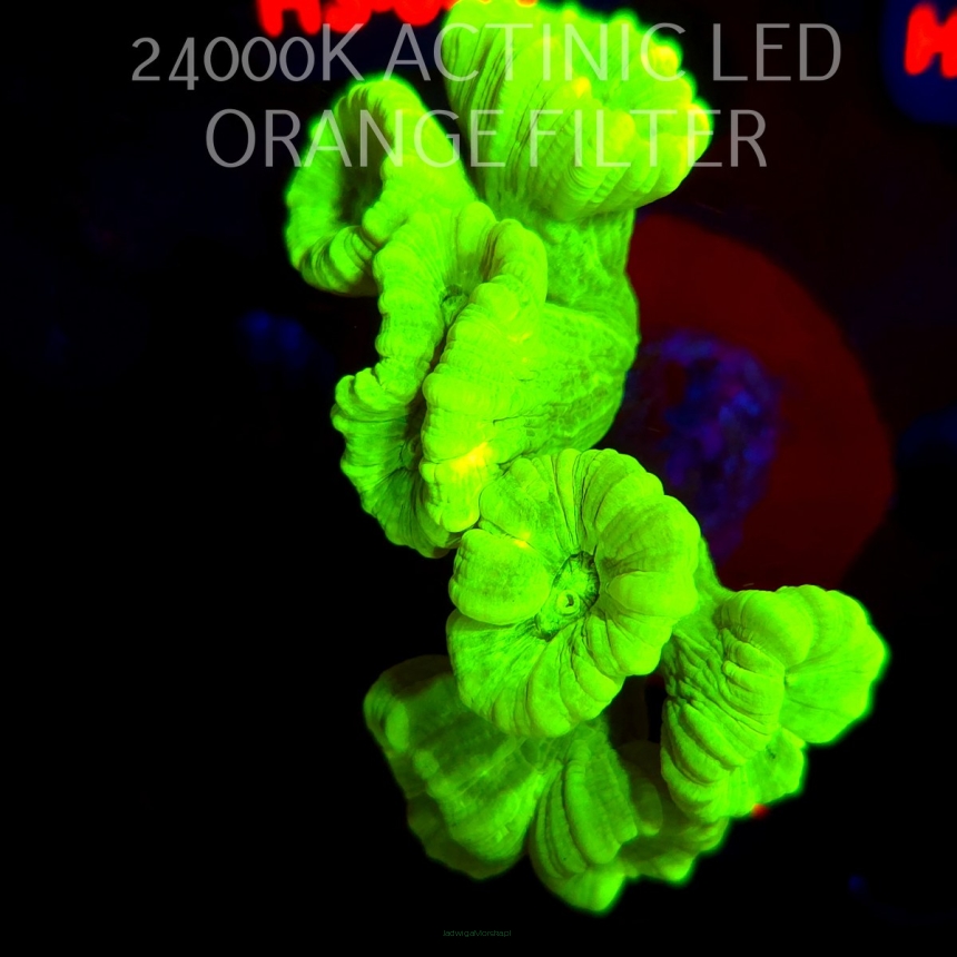 Caulastrea furcata (01.06.2026) H3-039  7P
