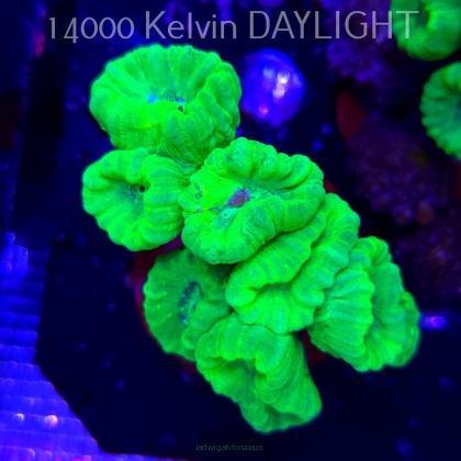 Caulastrea furcata (01.09.2025)  7P