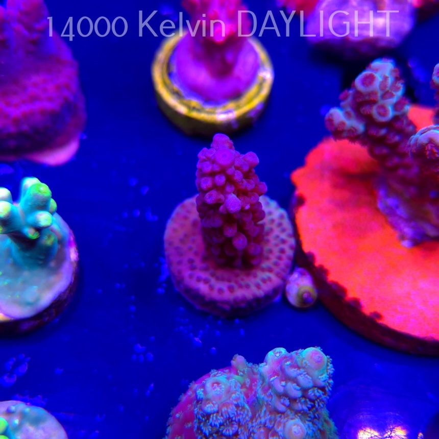 Acropora sp. JMC SPECIAL (04.10.2025)  3cm