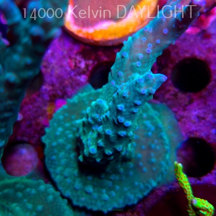 Acropora sp. AUSTRALIA (08.05.2025) MM1-II-4  11cm