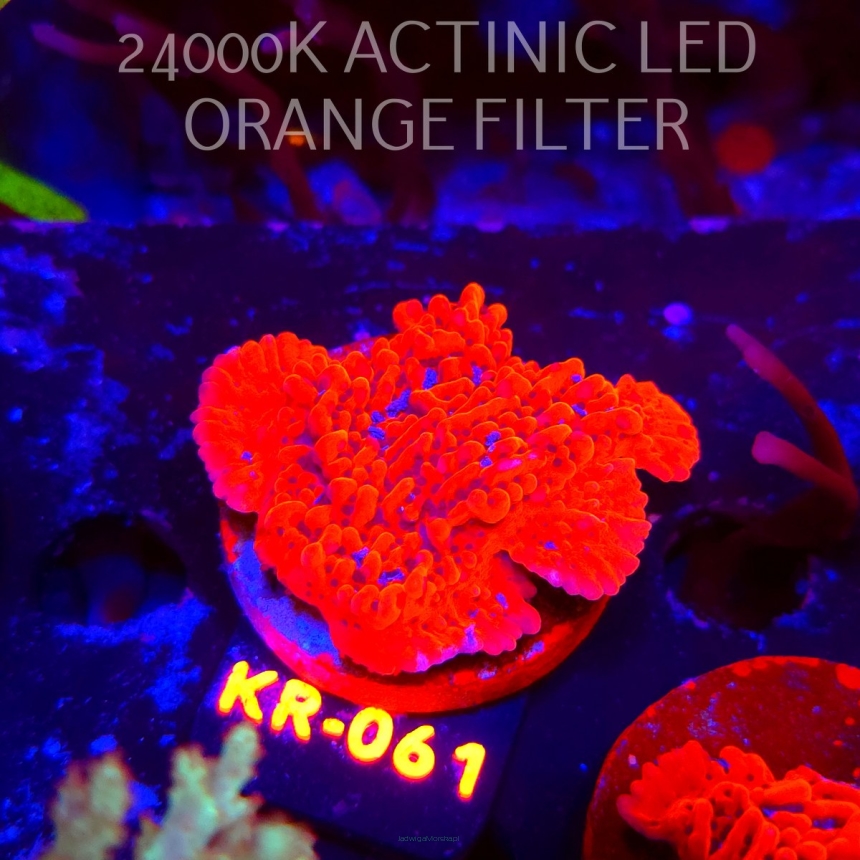Montipora JASON FOX MEAN STREAK (01.06.2026) KR-061  5cm