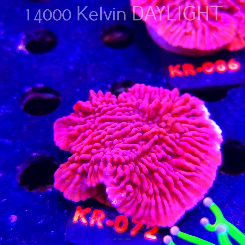 Montipora JASON FOX MEAN STREAK (06.12.2025) KR-072  6cm
