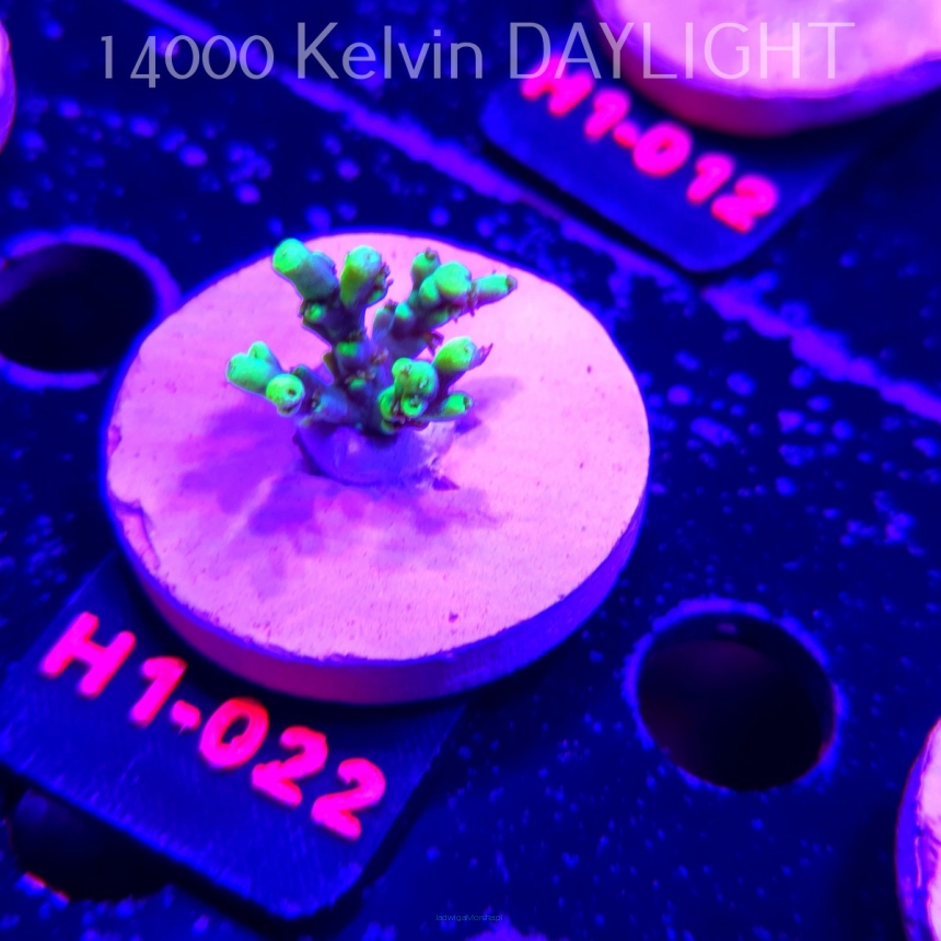 Acropora ACULEUS HIGHLIGHTER SSA (20.06.2026) H1-022  3cm
