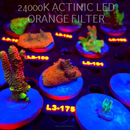 Acropora JMC RAINBOW PRINCESS Signature Frag (11.09.2026) L3-175  5cm