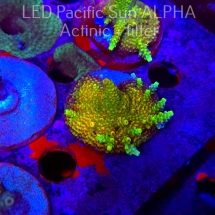 Acropora MILLEPORA SUNSET  (02.02.2025) L3-III-31  5cm