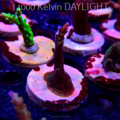 Acropora sp. AUSTRALIA (19.06.2025) L3-II-12  6cm