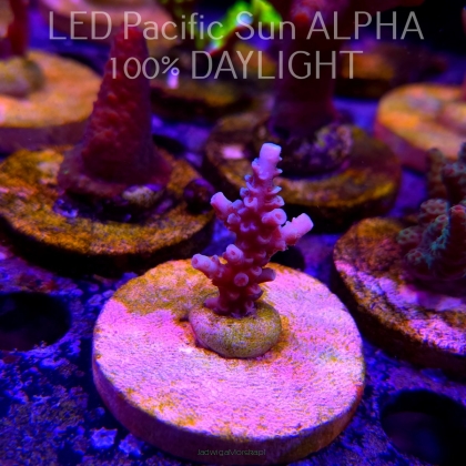 Acropora tenuis ICE FIRE (02.02.2025) L3-II-12  4cm