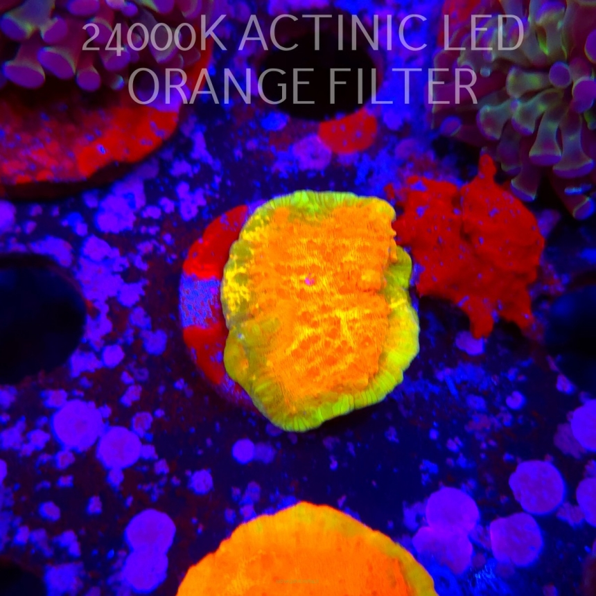 Echinophyllia GOLD Rush Chalice (15.01.2026) H3  3cm