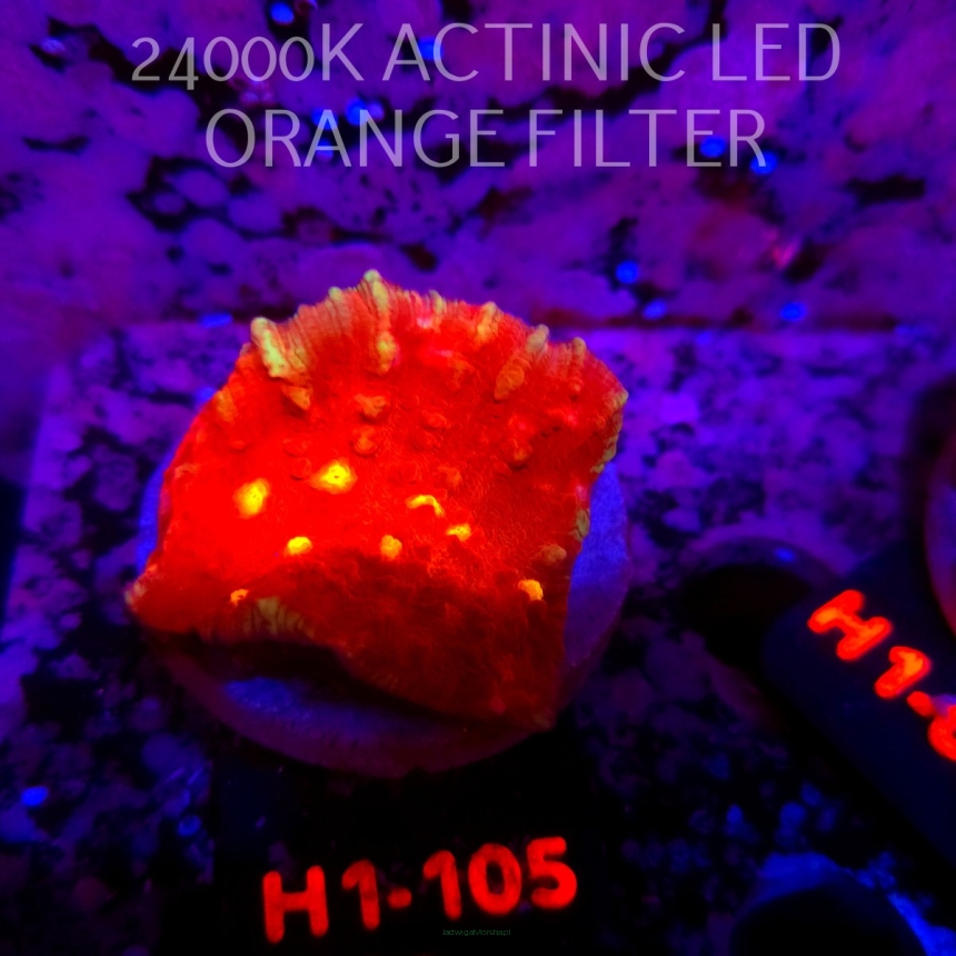 Echinophyllia KISS OF FIRE (01.08.2026) H1-105  5cm