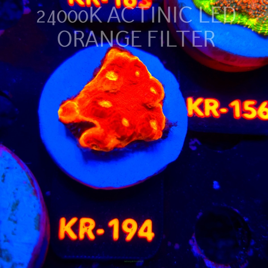 Echinophyllia KISS OF FIRE (04.05.2026) KR-194  3cm