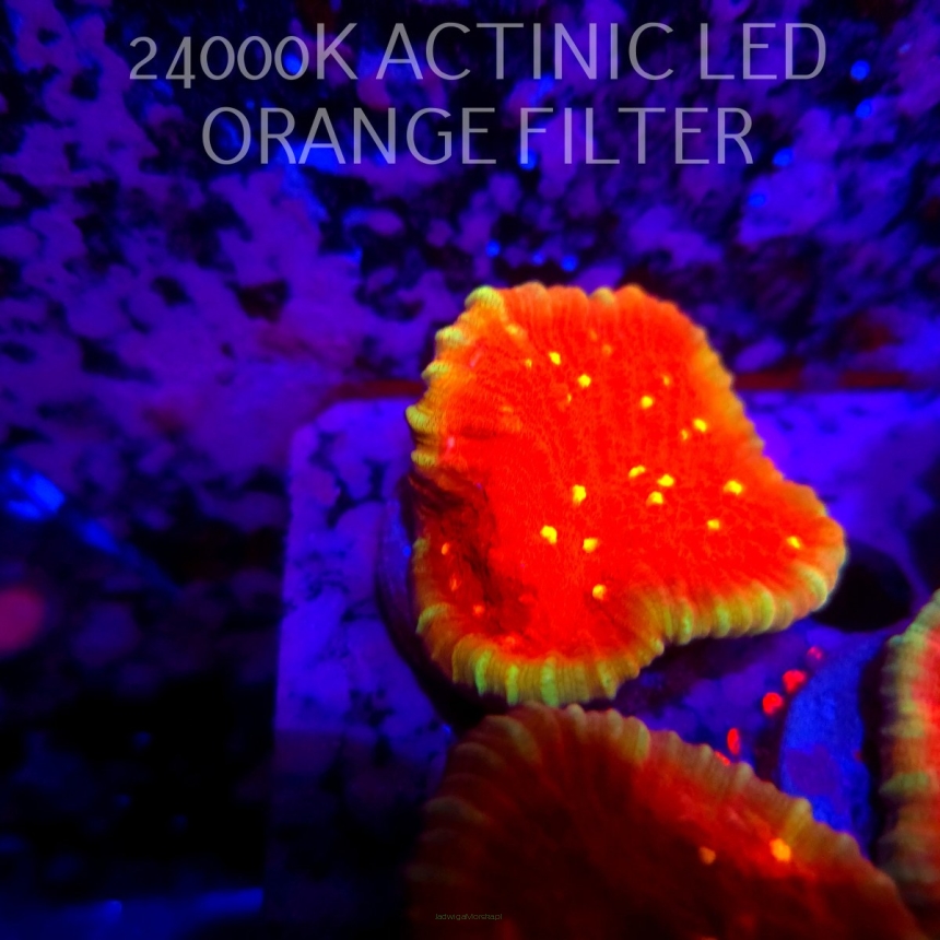Echinophyllia KISS OF FIRE (11.10.2026) H1-105  5cm