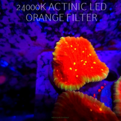 Echinophyllia KISS OF FIRE (11.10.2026) H1-105  5cm