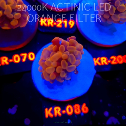 Euphyllia paraancora GOLD 24K HAMMER (04.04.2026) KR-086