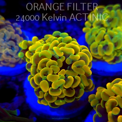 Euphyllia paraancora GOLD HOLOGRAM HAMMER (02.04.2025)