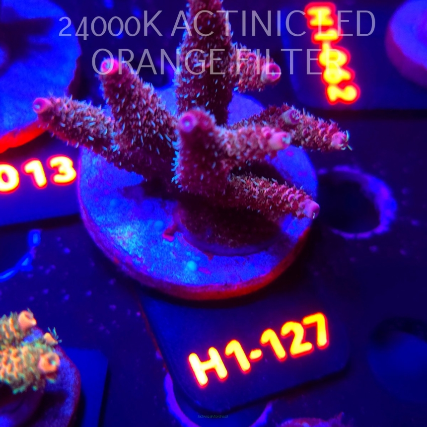Acropora MILLEPORA PINK FUSION (02.02.2026) H1-126  6cm