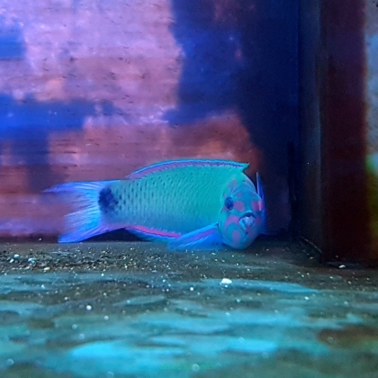 Thalassoma lunare rozmiar 7-8 cm