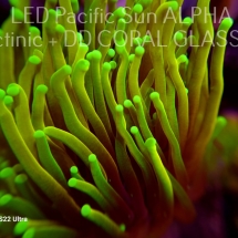 Euphyllia glabrescens DRAGON SOUL (10.01.2024) 2 HEAD