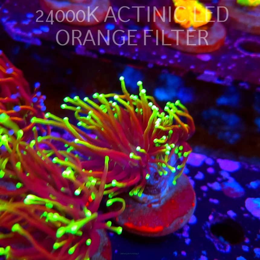 Euphyllia glabrescens DRAGON SOUL (20.06.2026) KR-152